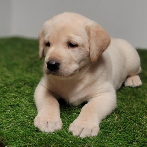 Labrador Retriever Puppy River