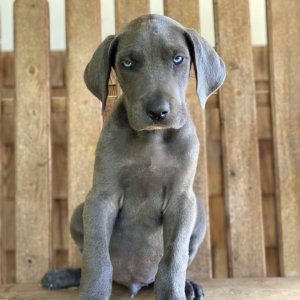 Great Dane Puppy Zander