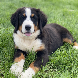Bernese Mountain Dog Puppy Zoey