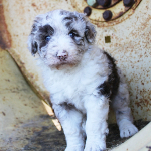 Aussiedoodle Puppy Sarah