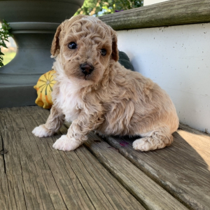 Poodle Puppy Mighty