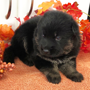 German Shepherd Dog Puppy Romeo