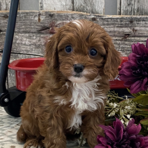 Cavapoo Puppy Ross