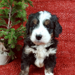 Bernedoodle Puppy Diesel