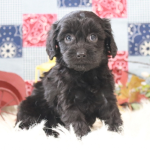 Cavapoo Puppy Neva