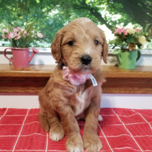 Goldendoodle Puppy Skye