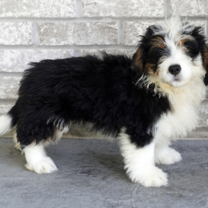 Bernedoodle Puppy Mei