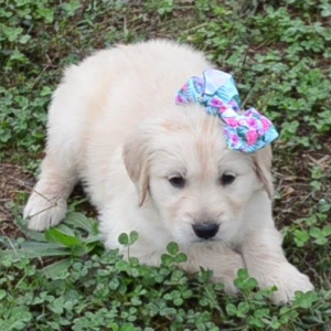 Golden Retriever Puppy Thelma