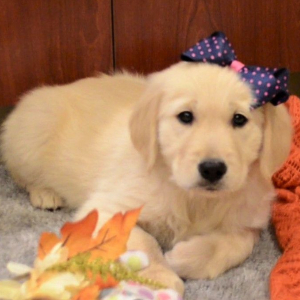 Golden Retriever Puppy Thelma