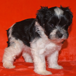 Miniature Schnauzer Puppy Luke