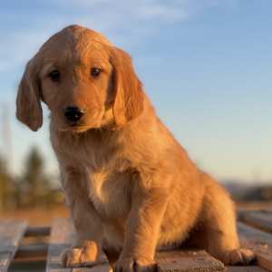 Golden Retriever Puppy Joker