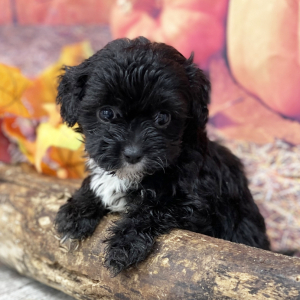 Shihpoo Puppy Lily