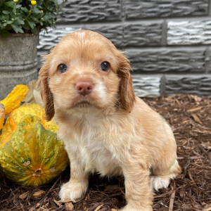 Cocker Spaniel Puppy Debbie