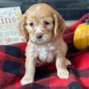 Cocker Spaniel Puppy Addison