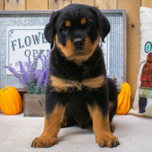 Rottweiler Puppy Tidus