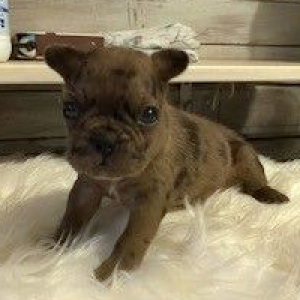 French Bulldog Puppy Leonard