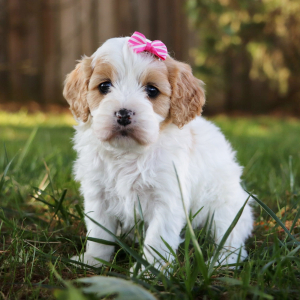Cavapoo Puppy Marley