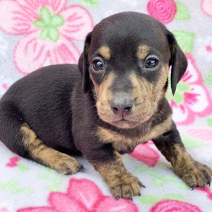 Dachshund Puppy Freckels