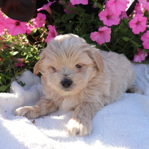 Shihpoo Puppy Lyle