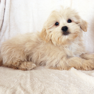 Shihpoo Puppy Lyle