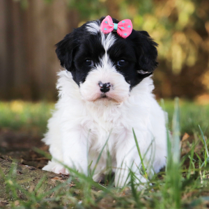 Cavapoo Puppy Mackenzie