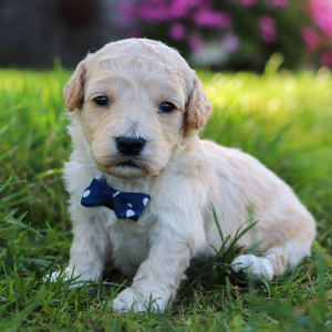 Bichonpoo Puppy Glendon