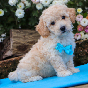 Bichonpoo Puppy Glendon