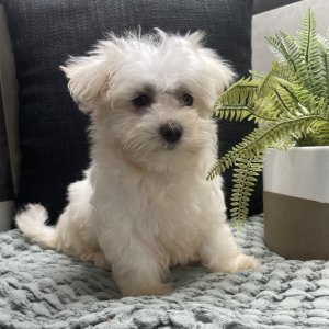 Maltese Puppy Logan