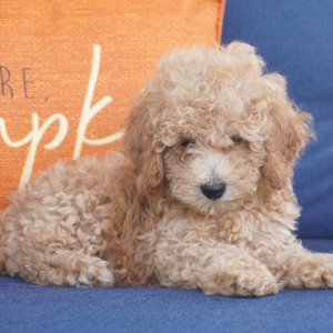 Poodle Puppy Natalie