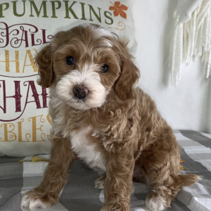 Cavapoo Puppy Tyler
