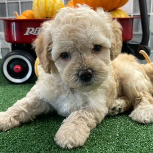 Poodle Puppy Clara