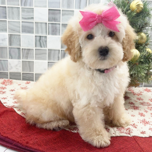 Poodle Puppy Clara