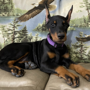 Doberman Pinscher Puppy Athena