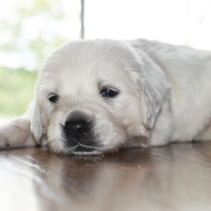 Golden Retriever Puppy Blizzard