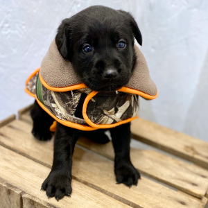 Labrador Retriever Puppy Spencer