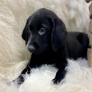 Labrador Retriever Puppy Spencer