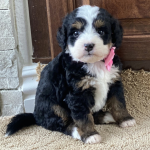 Bernedoodle Puppy Zoey