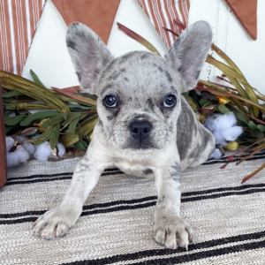 French Bulldog Puppy Hudsen
