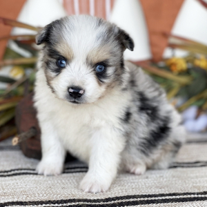 Australian Shepherd Puppy Stetson