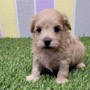 Maltipoo Puppy Liam