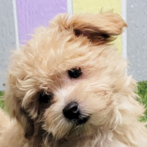 Maltipoo Puppy Liam