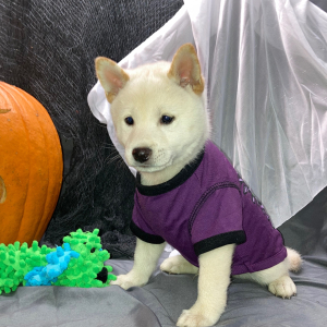 Shiba Inu Puppy Kiyoshi
