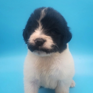 Saint Berdoodle Puppy Cortly