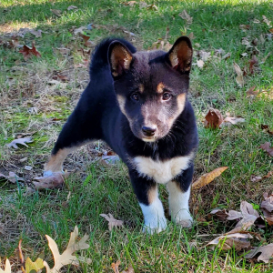 Shiba Inu Puppy Cassie
