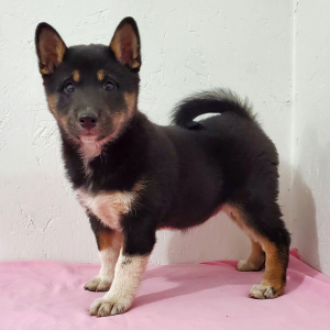 Shiba Inu Puppy Cassie