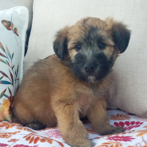 Soft Coated Wheaten Terrier Puppy Apollo