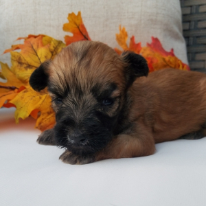 Soft Coated Wheaten Terrier Puppy Diego