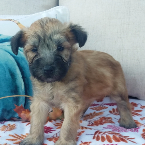 Soft Coated Wheaten Terrier Puppy Diego
