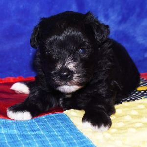Miniature Schnauzer Puppy Pablo
