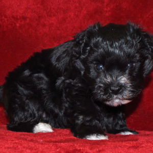 Miniature Schnauzer Puppy Pablo